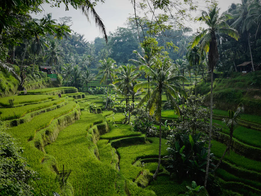 Tegallalang rice terraces in Ubud