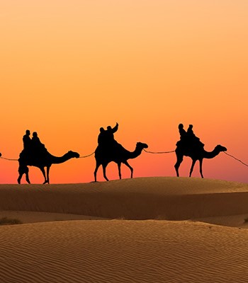 Camel safari at sunset